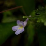 malaisie_cameron_highlands_177