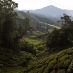 malaisie_cameron_highlands_73