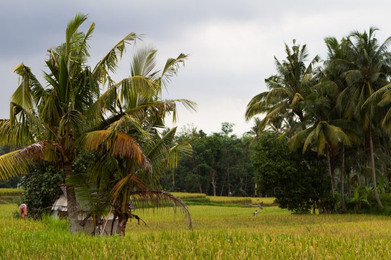 voyage-indonesie-ubud-3