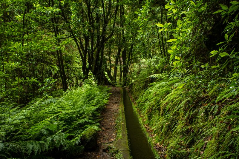 portugal-madere-levada-do-rei-27