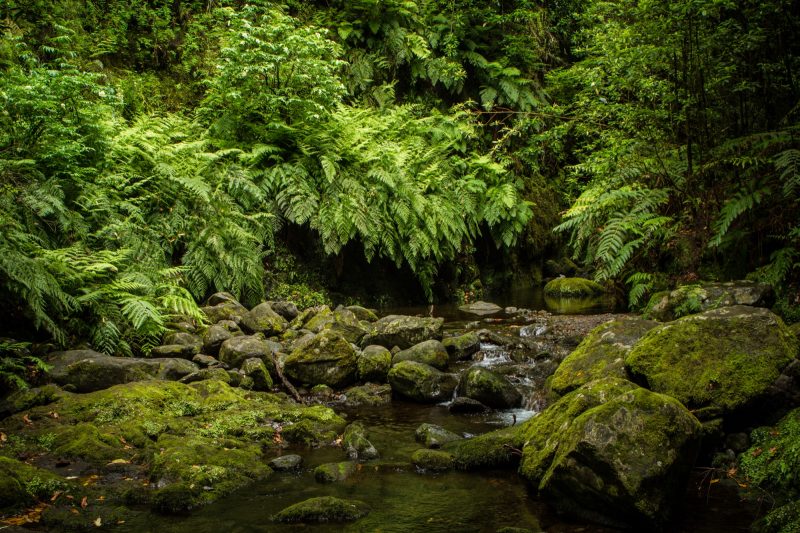 portugal-madere-levada-do-rei-28