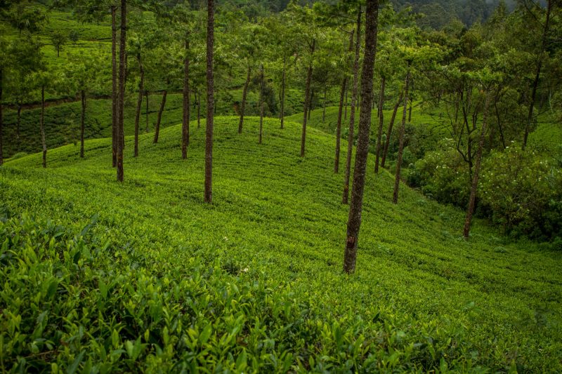 sri-lanka-nuwara-elya-12