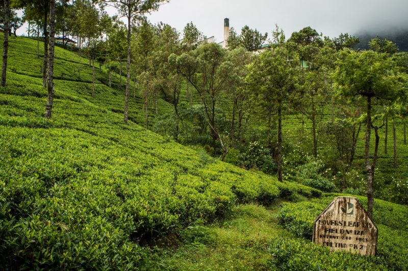 sri-lanka-nuwara-elya-27